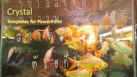  Presentation with fish aquarium - Slide deck featuring bangkok-thailand-apr-24-aquarium background and a tawny brown colored foreground