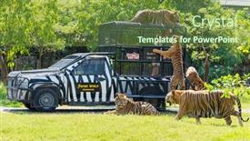  Presentation with bangkok - Presentation theme consisting of bangkok-thailand-march-31-feeding background and a tawny brown colored foreground