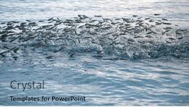  Presentation with aquaculture full of sea fish - PPT layouts consisting of bank-of-fish-jumping background and a light blue colored foreground