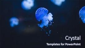  Presentation with jellyfish - Colorful PPT theme enhanced with bank of jellyfish beautiful sea backdrop and a wine colored foreground