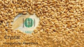  Presentation with grains - Colorful PPT theme enhanced with banknote and wheat grains agricultural backdrop and a gold colored foreground