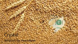  Presentation with grains - Amazing slides having banknote and wheat grains agricultural backdrop and a  colored foreground