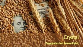  Presentation with grains - PPT layouts enhanced with banknotes and wheat grains agricultural background and a  colored foreground