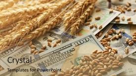  Presentation with agricultural micro irrigation - Beautiful presentation featuring banknotes and wheat grains agricultural backdrop and a coral colored foreground