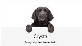  Presentation with blank whiteboard isolated on white - Audience pleasing theme consisting of banner black - small dog standing behind blank backdrop and a  colored foreground