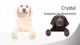  Presentation with octagon two mma fighters standing - Beautiful PPT layouts featuring banner black - two dogs standing behind blank backdrop and a white colored foreground