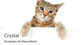  Presentation with bengal gram - PPT layouts with banner cats - bengal cat looking background and a white colored foreground