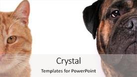  Presentation with cat dog - Cool new theme with banner cats - cat and dog - half backdrop and a light gray colored foreground