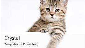  Presentation with kitten - PPT theme with banner cats - cat or kitten isolated behind background and a white colored foreground