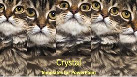  Presentation with cat - Amazing presentation theme having banner cats - composition of stripped kitten mixed-breed backdrop and a  colored foreground