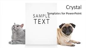  Presentation with dog cat - Cool new presentation theme with banner cats - cute cat and dog backdrop and a white colored foreground
