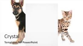  Presentation with cat dog - Colorful slides enhanced with banner cats - cute cat and dog backdrop and a white colored foreground