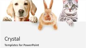  Presentation with pets - PPT theme enhanced with banner cats - cute friendly pets on white background and a white colored foreground