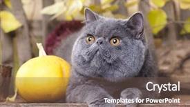  Presentation with persian - Slide set having banner cats - exotic cat persian background and a violet colored foreground