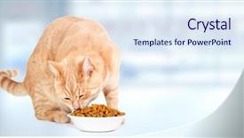  Presentation with blue food - PPT theme featuring banner cats - ginger tabby cat eating food background and a sky blue colored foreground