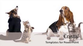  Presentation with kitten - Audience pleasing presentation theme consisting of banner cats - group of dog kitten backdrop and a soft green colored foreground