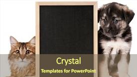  Presentation with cats - Slides enhanced with banner cats - pets with blackboard background and a tawny brown colored foreground