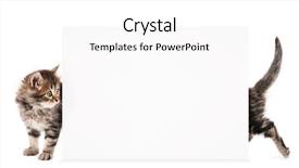  Presentation with kitten - PPT theme having banner cats - pretty kitten peeking background and a white colored foreground
