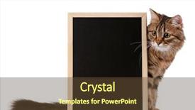  Presentation with blackboard - Presentation design with banner cats - pretty young cat background and a tawny brown colored foreground