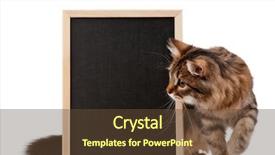  Presentation with young grey maine coon cat - Audience pleasing theme consisting of banner cats - pretty young cat backdrop and a tawny brown colored foreground