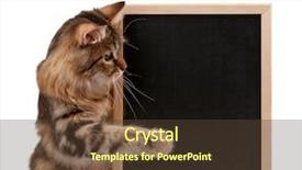  Presentation with cat - PPT theme featuring banner cats - pretty young cat background and a tawny brown colored foreground