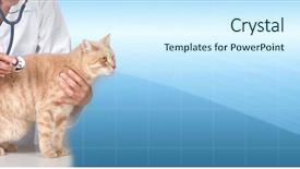  Presentation with red banner - PPT theme consisting of banner cats - red cat with veterinarian doctor background and a cool aqua colored foreground
