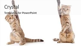  Presentation with funny - Beautiful PPT theme featuring banner cats - two funny kittens isolated ideal backdrop and a white colored foreground