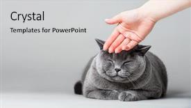  Presentation with domestic animal - PPT layouts with banner cats - woman petting sleepy cat background and a light gray colored foreground