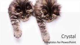  Presentation with cats - Slides featuring banner funny pets cats background and a white colored foreground