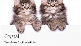  Presentation with maine - Cool new presentation theme with banner funny pets cats backdrop and a white colored foreground