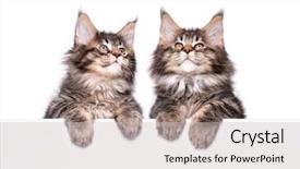  Presentation with cats - Colorful slides enhanced with banner funny pets cats backdrop and a light gray colored foreground