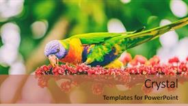  Presentation with wild flower - Amazing slides having banner wild parrot bird animal backdrop and a red colored foreground