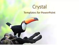  Presentation with horizontal and vertical growth - Slide deck with tucan - horizontal banner with beautiful colorful background and a cream colored foreground