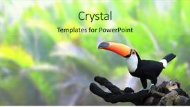 Presentation with rainforest - Presentation theme with toucans - horizontal banner with beautiful colorful background and a mint green colored foreground