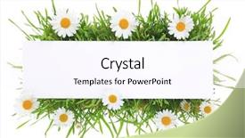  Presentation with white flowers of jasmine - PPT layouts having banner with grass and flowers background and a pink colored foreground