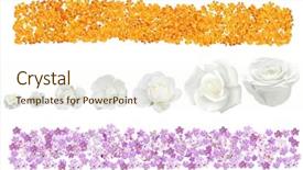  Presentation with purple rose - Audience pleasing PPT theme consisting of banner with purple heliotrope flower backdrop and a cream colored foreground