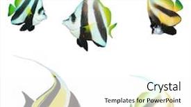  Presentation with fish - Slide deck enhanced with bannerfish butterflyfish moorish idols angelfish background and a white colored foreground