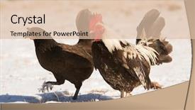  Presentation with hen - Slide deck with bantam rooster and hen walking background and a lemonade colored foreground