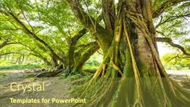  Presentation with banyan tree - Audience pleasing PPT layouts consisting of banyan-tree-under-sunshine backdrop and a tawny brown colored foreground