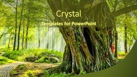  Presentation with banyan tree - Audience pleasing theme consisting of banyan-tree-under-sunshine backdrop and a tawny brown colored foreground