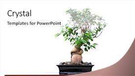  Presentation with banyan tree - Cool new slide set with banyan tree with white background backdrop and a white colored foreground