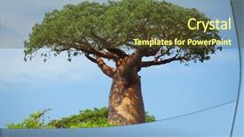  Presentation with green - Cool new PPT theme with baobab at sunny day madagascar backdrop and a tawny brown colored foreground