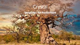  Presentation with tree - Slides featuring baobab-tree-full-with-fruits background and a coral colored foreground