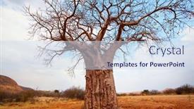  Presentation with africa - Beautiful presentation featuring baobab-tree-in-namibia-africa backdrop and a sky blue colored foreground