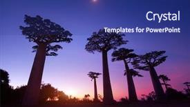  Presentation with trees - Amazing theme having baobab trees at sunset madagascar backdrop and a navy blue colored foreground