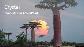  Presentation with pine trees sun shining through - Slide deck having baobab trees at sunset madagascar background and a gray colored foreground