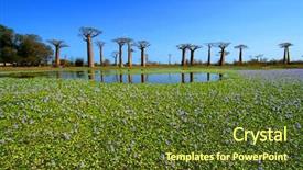  Presentation with tree sky trees green - Presentation theme featuring baobab trees in madagascar background and a tawny brown colored foreground