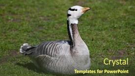  Presentation with bar - Presentation design having bar-headed goose anser indicus wild life animal background and a tawny brown colored foreground