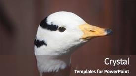  Presentation with bar - Beautiful slides featuring bar-headed goose anser indicus backdrop and a  colored foreground