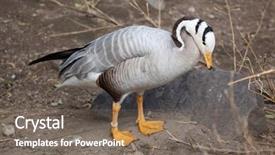  Presentation with good life good job - Audience pleasing theme consisting of bar-headed goose anser indicus backdrop and a  colored foreground